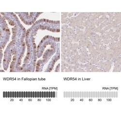 WDR54 Antibody, Novus Biologicals 0.1mL; Unlabeled:Antibodies, Polyclonal